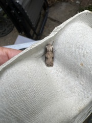 Agrotis puta