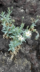 Stellaria eschscholtziana