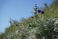 Phlomoides tuberosa