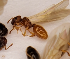 Pheidole dentigula