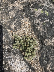 Paronychia argyrocoma