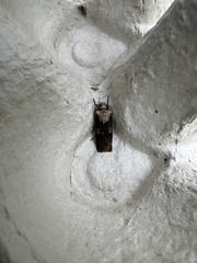 Agrotis puta