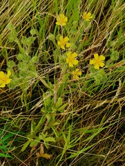 Potentilla recta pilosa