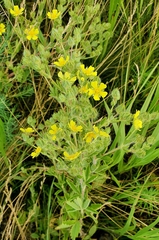 Potentilla recta pilosa