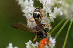 Gorytes quinquecinctus