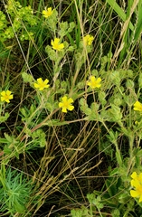 Potentilla recta pilosa