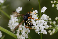 Gorytes quinquecinctus