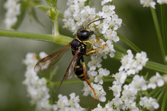 Gorytes quinquecinctus