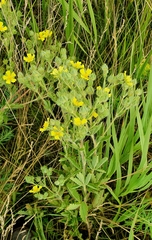Potentilla recta pilosa