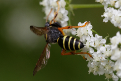 Gorytes quinquecinctus