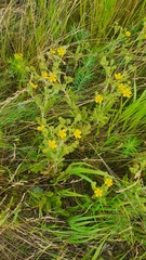 Potentilla recta pilosa