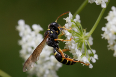 Gorytes quinquecinctus