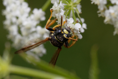 Gorytes quinquecinctus