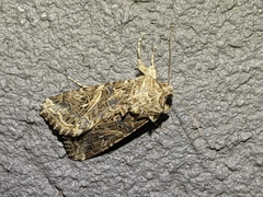 Spodoptera praefica