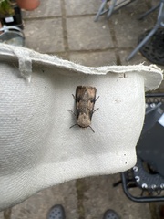 Agrotis puta