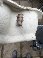 Agrotis puta