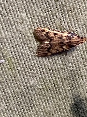Aglossa disciferalis