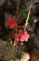 Plumbago indica
