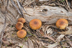 Pholiota communis