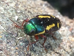 Buprestis rufipes