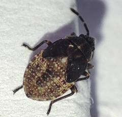 Kleidocerys resedae