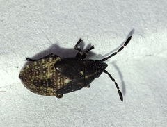 Kleidocerys resedae