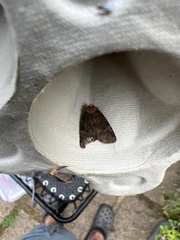 Noctuinae
