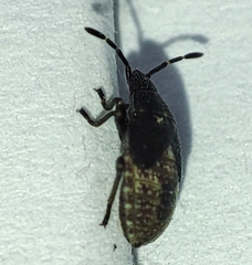 Kleidocerys resedae