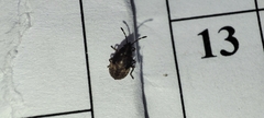 Kleidocerys resedae