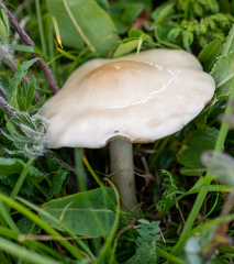 Pluteus salicinus