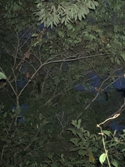 Aotus nigriceps