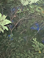 Aotus nigriceps