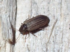 Anobium punctatum