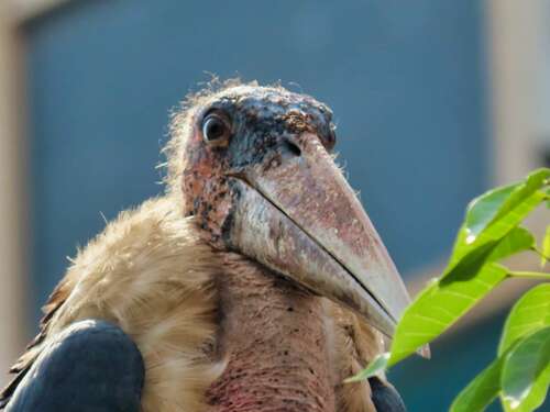 Marabou Stork (Leptoptilos crumenifer), photo 10