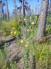 Schistostephium umbellatum