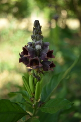Phlogacanthus pulcherrimus
