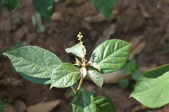 Croton cascarilloides