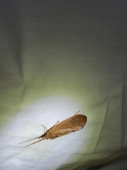 Ptilostomis ocellifera