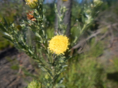 Schistostephium umbellatum