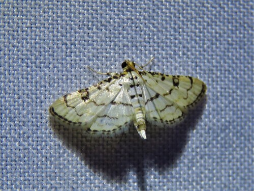 Hileithia rehamalis photo 2
