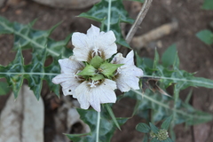 Acanthus montanus