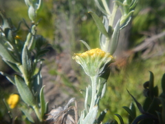 Schistostephium umbellatum