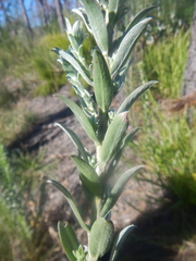 Schistostephium umbellatum