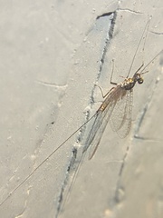 Maccaffertium modestum