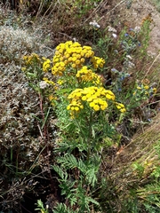 Tanacetum vulgare
