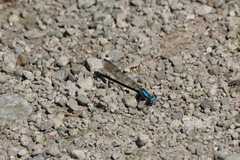 Argia tibialis