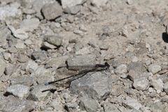 Argia tibialis