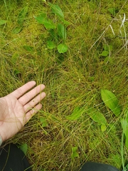 Carex billingsii