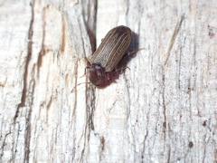 Anobium punctatum