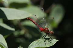 Sympetrum